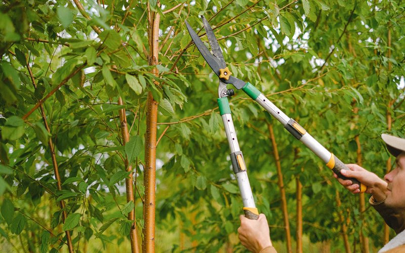 Tree trimming in Roanoke Rapids, NC