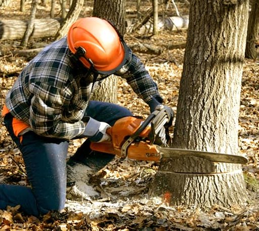 Tree Removal in Roanoke Rapids, NC